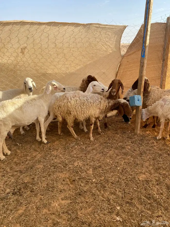 (تم البيع )غنم للبيع العدد 9 روس ..النعيم 5 والحريات 4 1