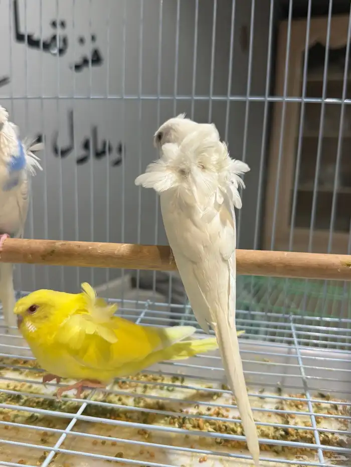 طيور 1
