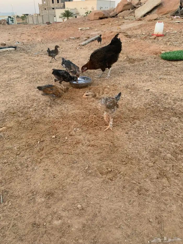 دجاجه رقاده 1