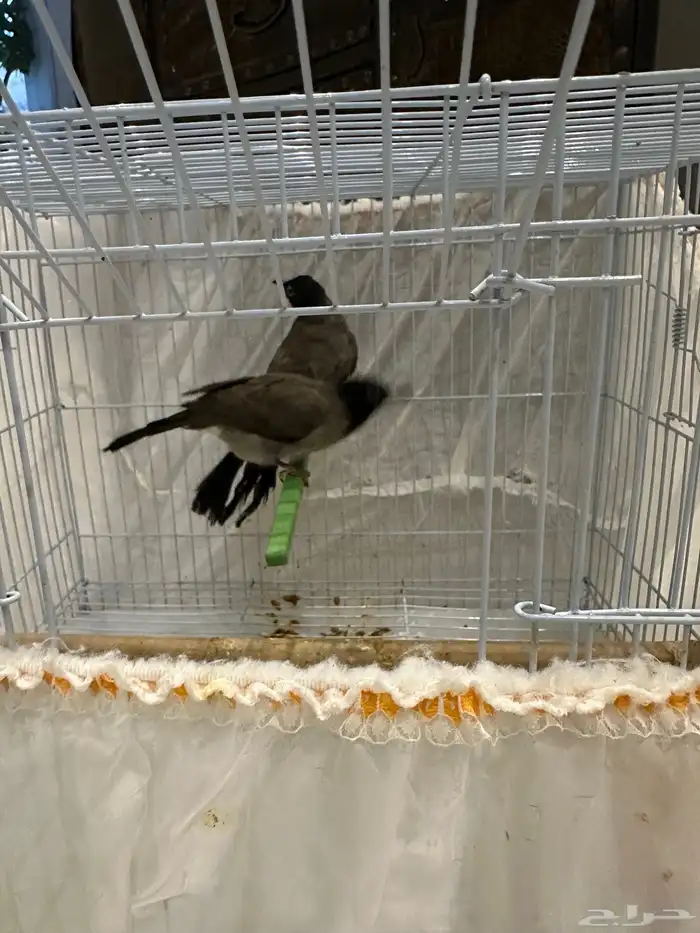 نغاري وليفه 2