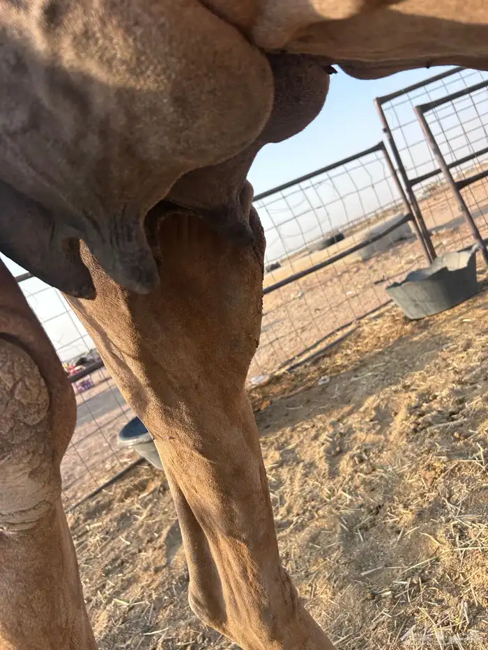 للبيع مموت الي يبي ضيار ولا منيحه 1