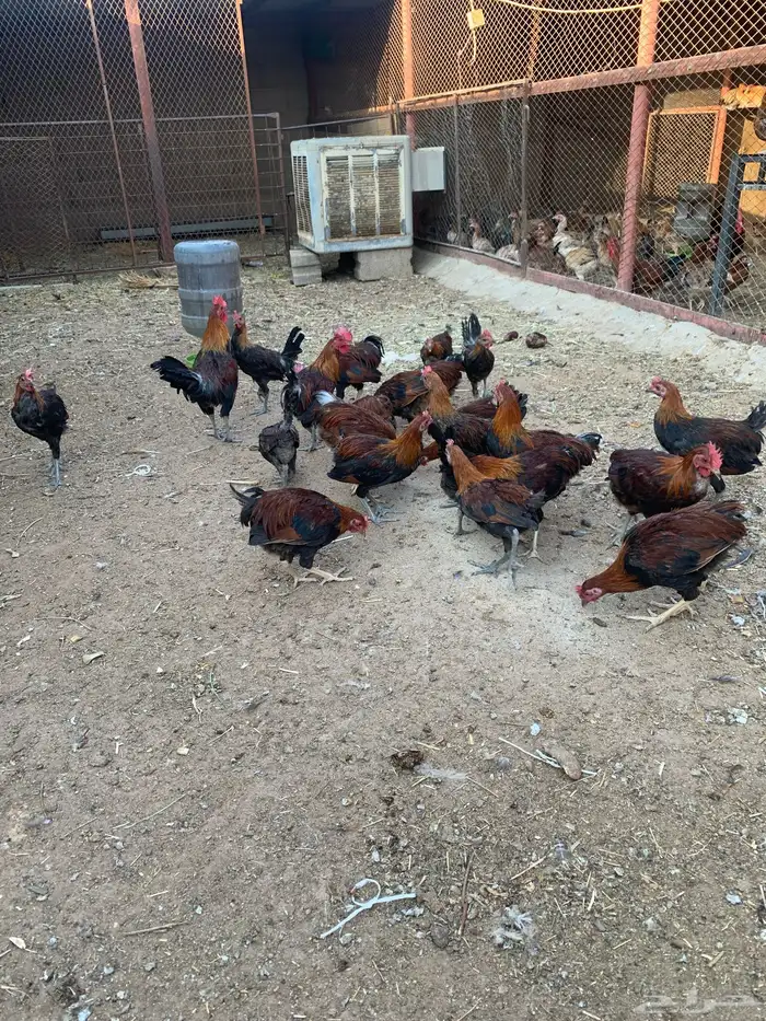 ديكة عربي بلدي للبيع 0