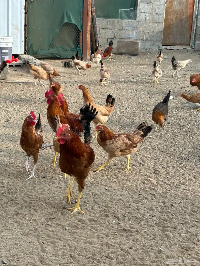 دجاج بلدي 5