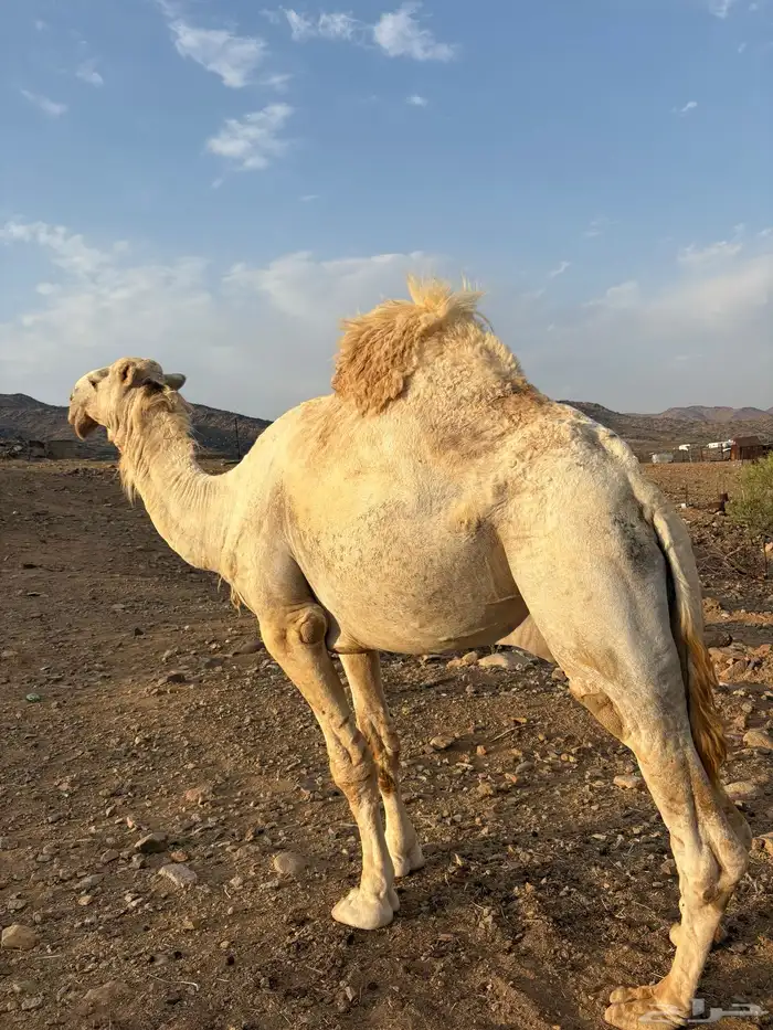 جمل اوضح كفوو 2