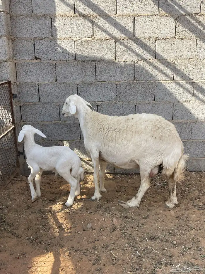 شاة حرية حرشاء صنف متبع 2