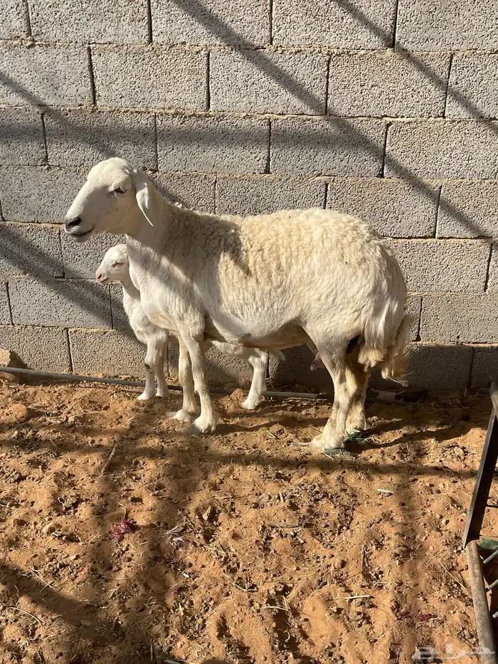 شاة حرية حرشاء صنف متبع 4