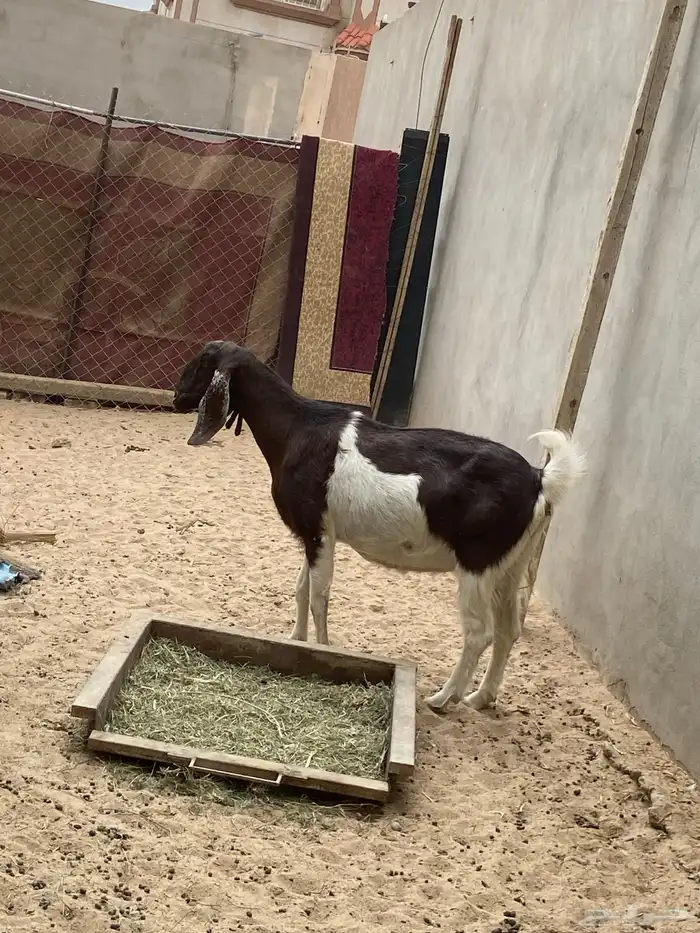 شاتين وتيس 1