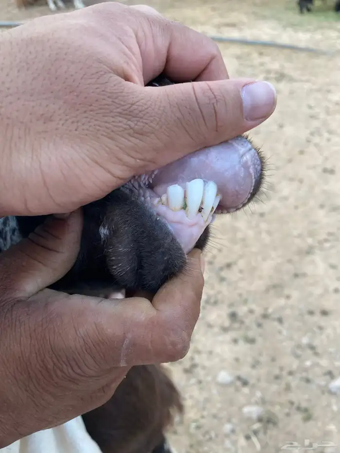 معزا مصريات دفيع رباعيات تمم البيع 12