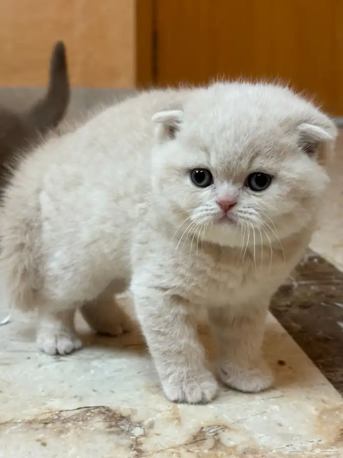 سكوتش فولد كريمي ذكر تم الحجز 0