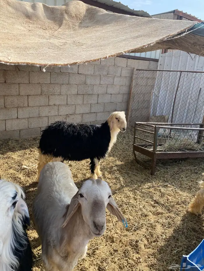 طليان العدد 3 2