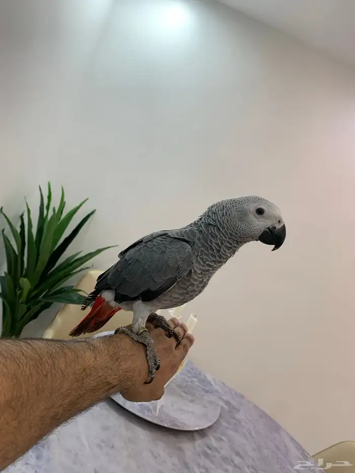 فرخ كاسكو 1