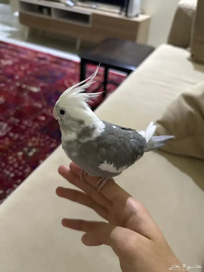 كروان هولندي 1