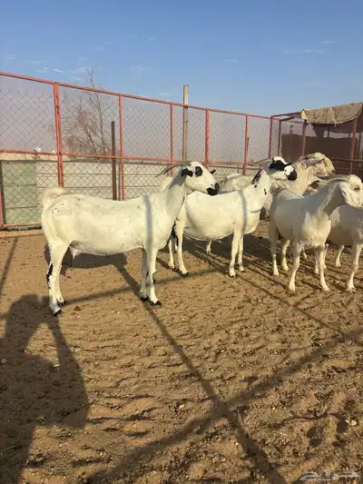 معزا بيشيات صنف منوة القاني index