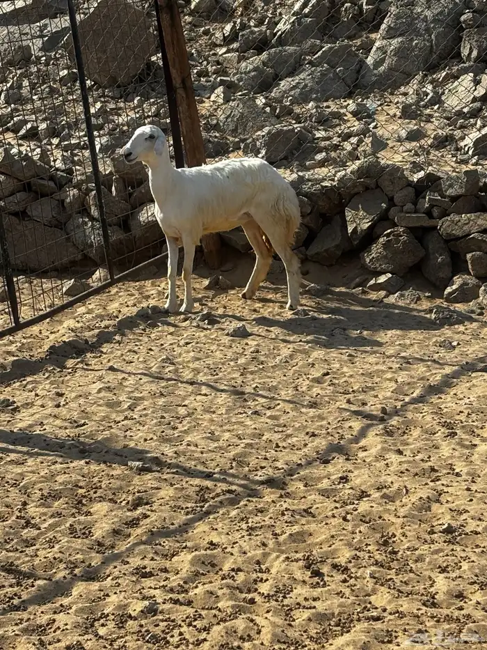 الشميسي طريق الخواجات 0