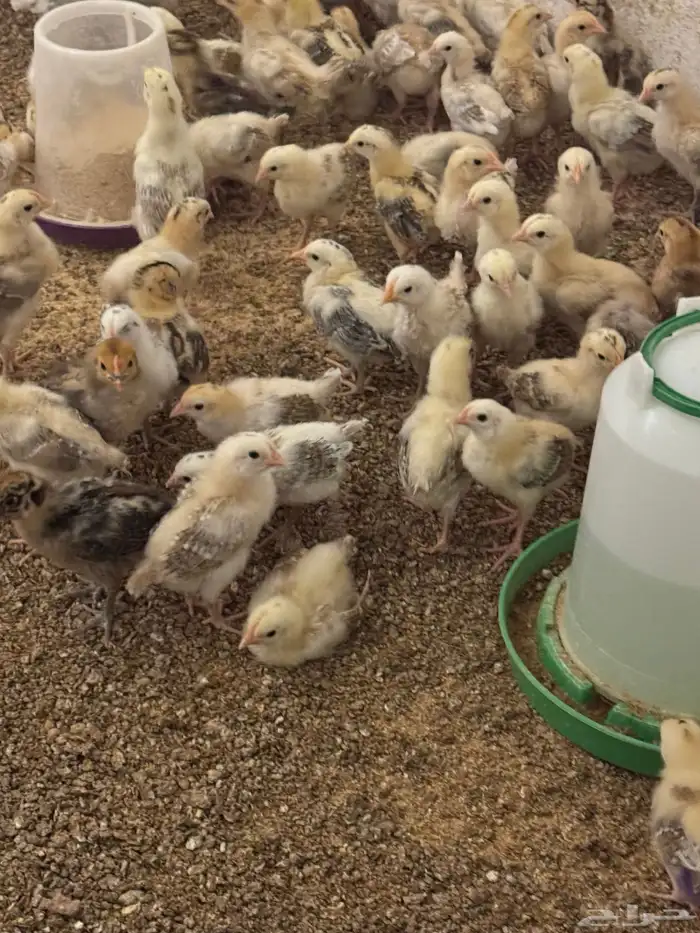 للبيع صوص بلدي وبيض بلدي 5