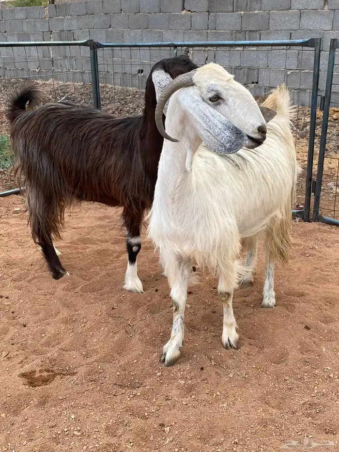 معزا مصريات دفيع رباعيات تمم البيع 0