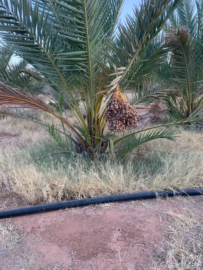 صقعي سكري برحي مجدول 0