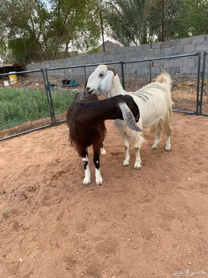 معزا مصريات دفيع رباعيات تمم البيع 7