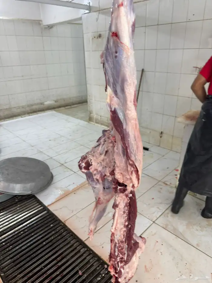 سواكن جملة وتفريد ويوجد توصيل 2