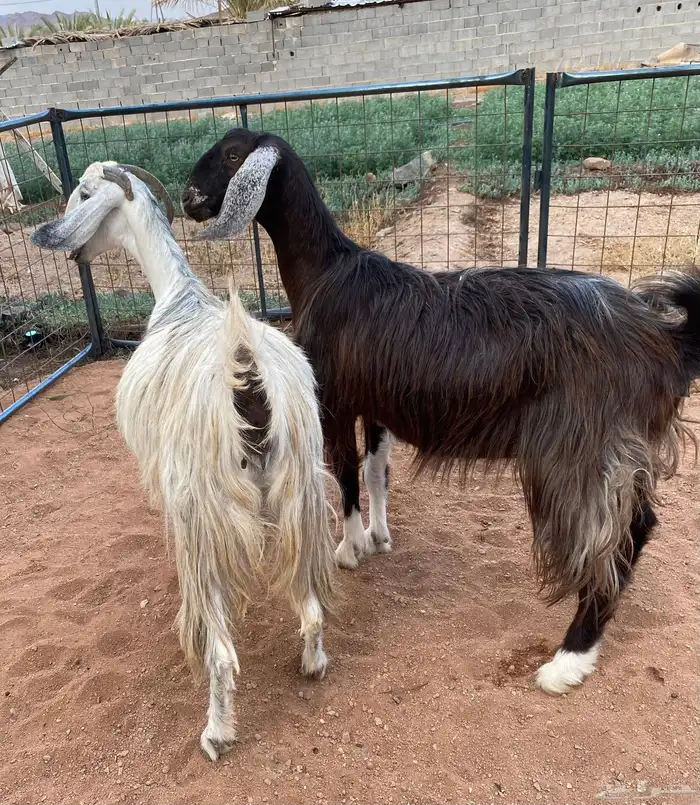 معزا مصريات دفيع رباعيات تمم البيع 5