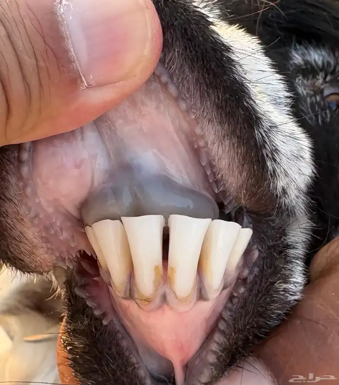 عنز عارضيه تحتها جفره وتيس 0