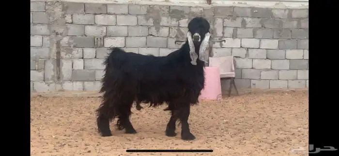 تيس عارضي 1