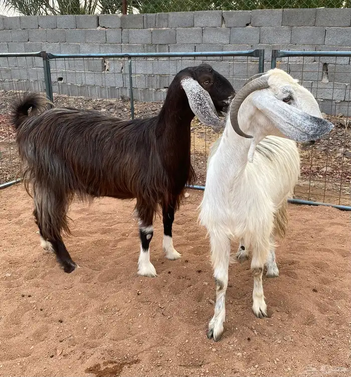 معزا مصريات دفيع رباعيات تمم البيع 3