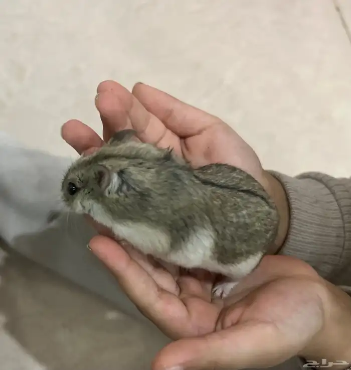 هامسترات 1