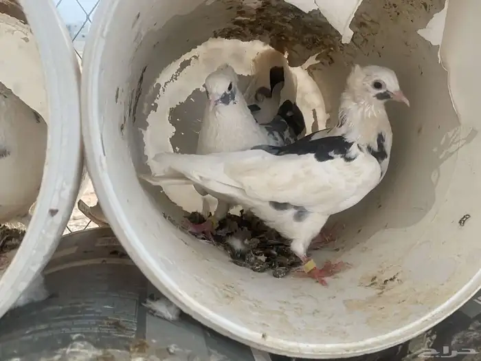 سلام عليكم ورحمة الله وبركاته الحمام للبيع 2