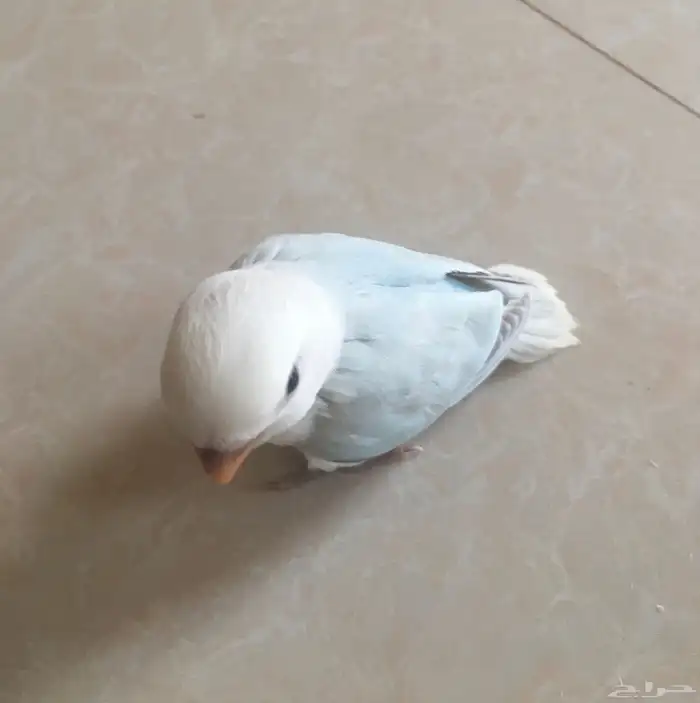 طيرين روز اليفات وهدد خارجي 3