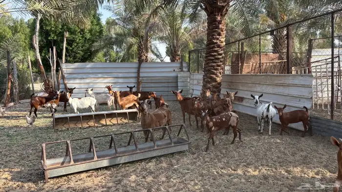 معزا جنوبيات 4