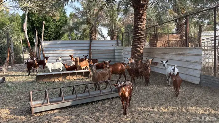 معزا جنوبيات 3