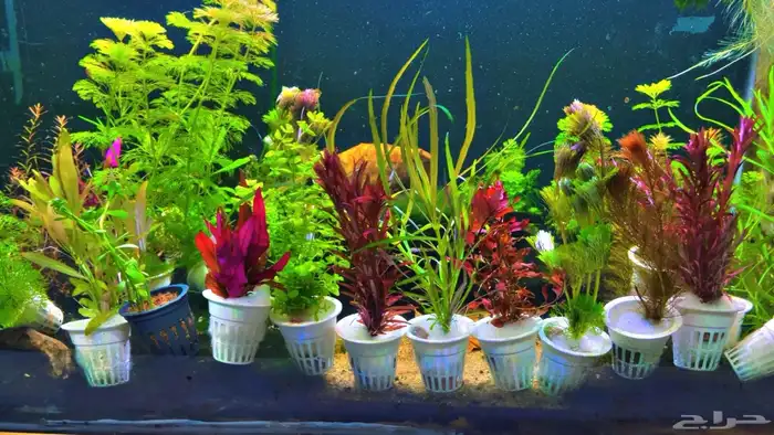 نباتات مائية لاحواض السمك المزروع 13