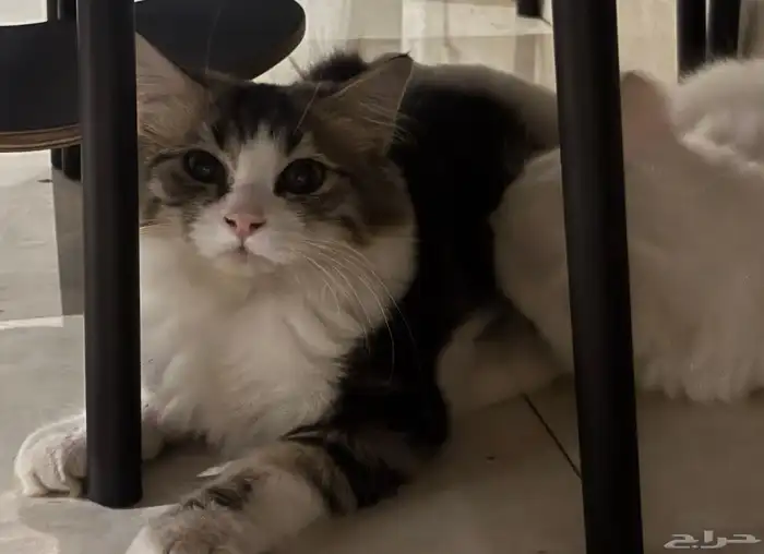 قطط للبيع Persian cat 1