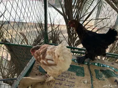 للبيع دجاج براهما index