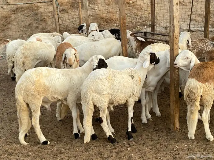 طليان دمازين مرابي 8