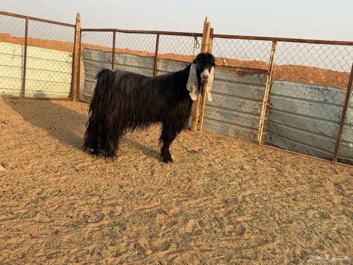 البيع تيس عارضي في الخرج 3