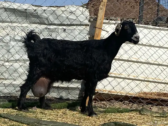 عنز حليب وافر شرط 2