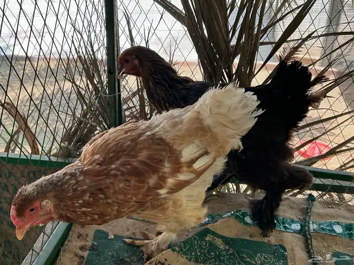 للبيع دجاج براهما 3