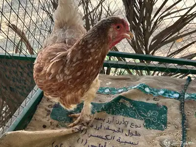 للبيع دجاج براهما index