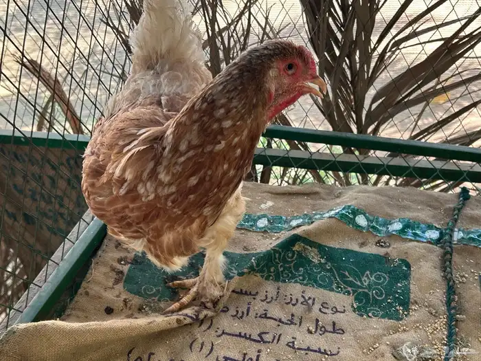 للبيع دجاج براهما 0