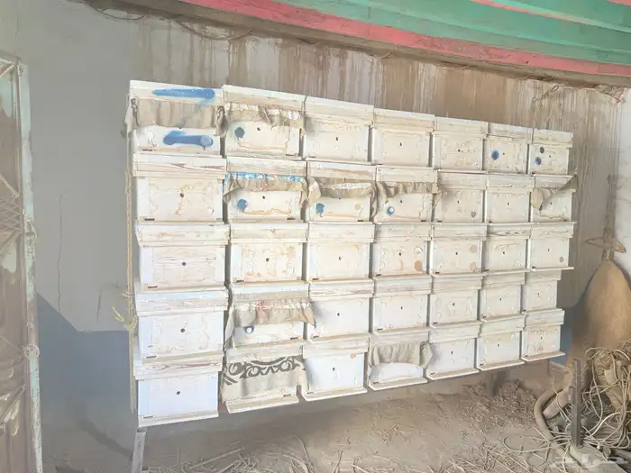 خلاياء فرنجي للبيع 2