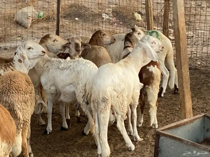 طليان دمازين مرابي 9
