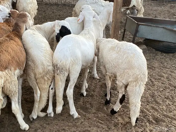 طليان دمازين مرابي 3