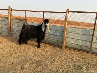 البيع تيس عارضي في الخرج index