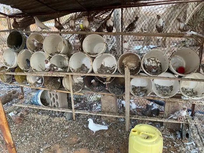 حمام قطايف 3