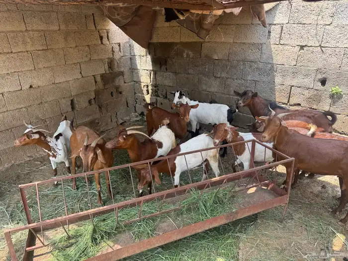 13 راس غنم للبيع محايل 4