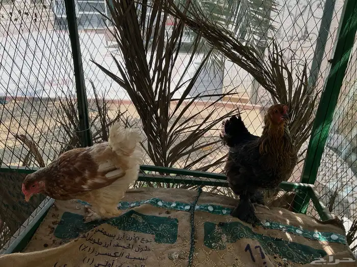 للبيع دجاج براهما 6