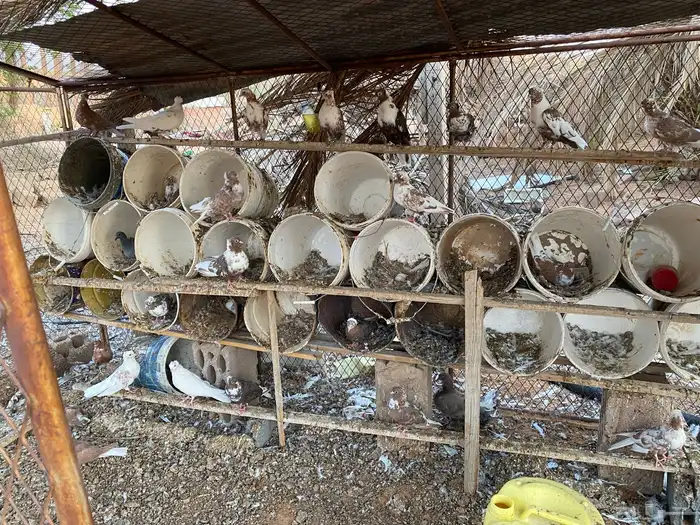 حمام قطايف 2
