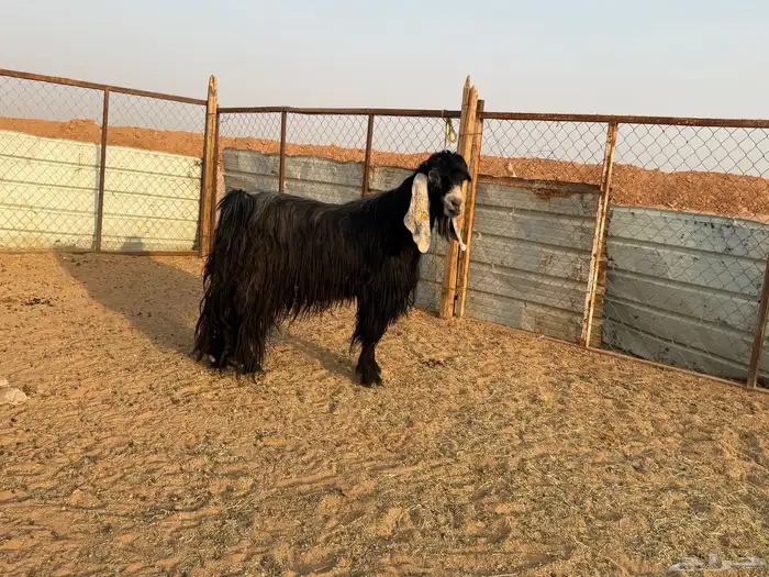 البيع تيس عارضي في الخرج 2